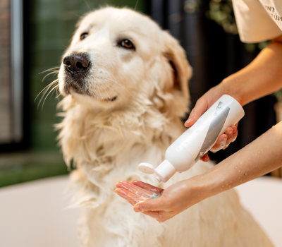 6 Reasons Why Grooming is Essential for Your Pup's Health