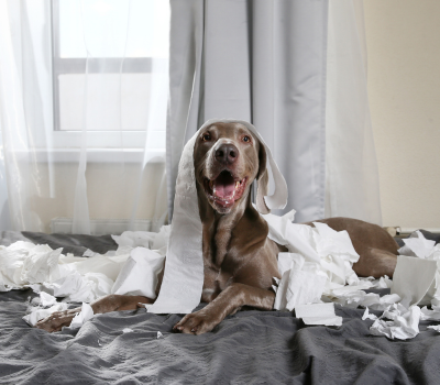 How to Improve Your Dog’s Behavior