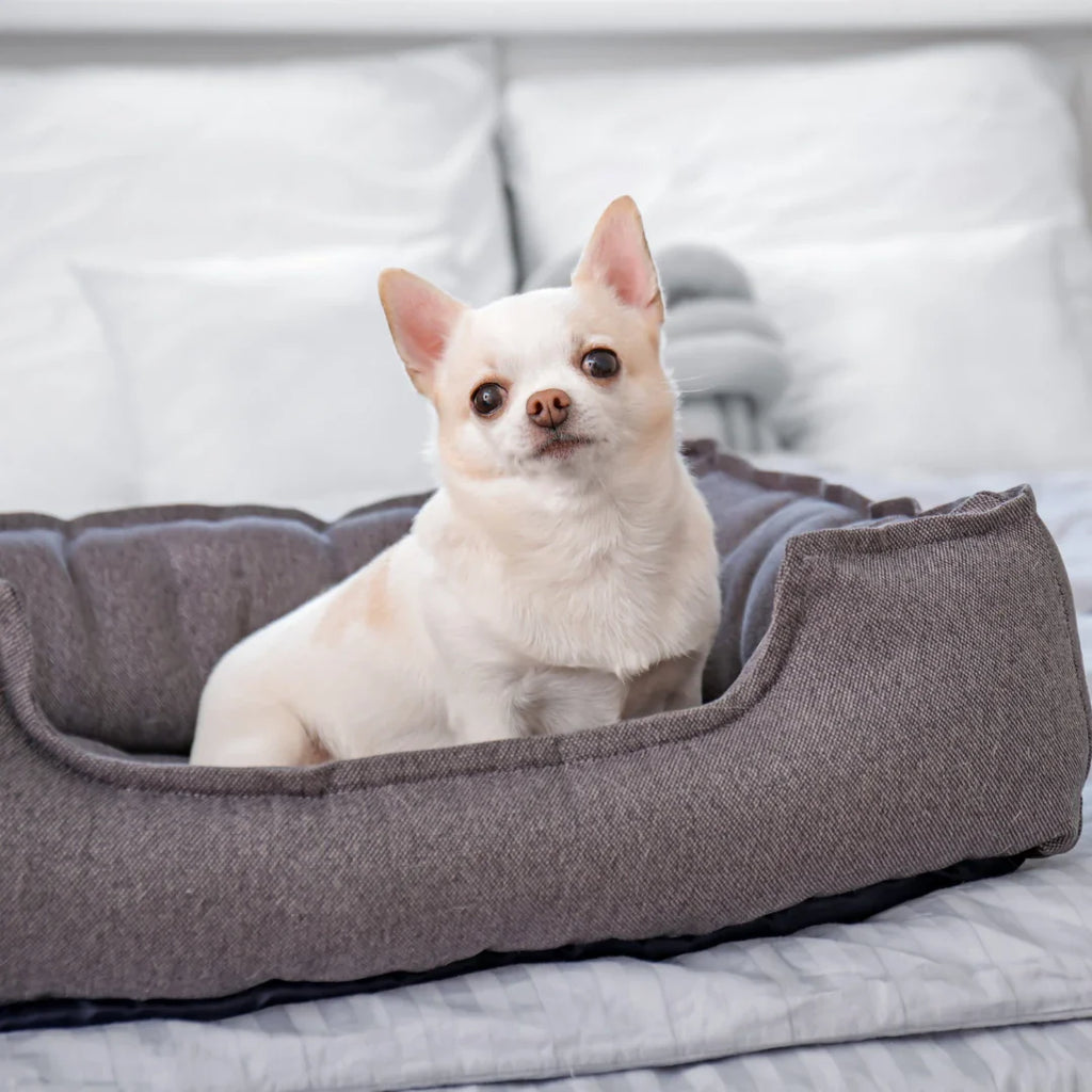 A small dog sitting in a bed. Every dog deserves a cozy and safe space to relax. From puppies to senior dogs, explore our wide selection of beds, carriers, and crates to find the perfect fit for your pup!