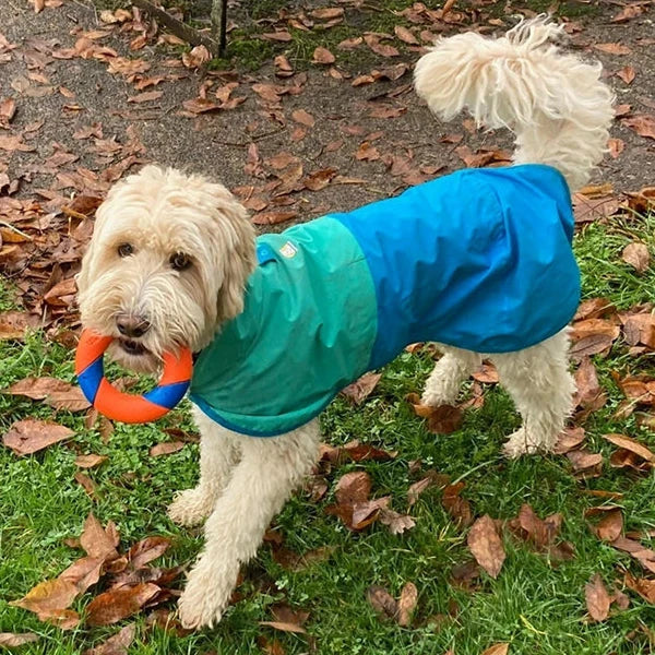 White dog in a rain jacket. From cozy sweaters to trendy boots, we’ve got your pup covered from head to paw—ensuring they look great while staying comfortable and protected.