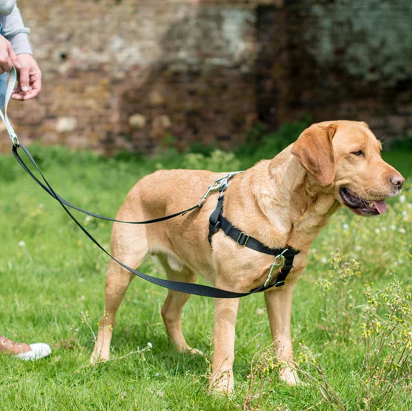 Collars Leashes Harnesses Pampered Puppies