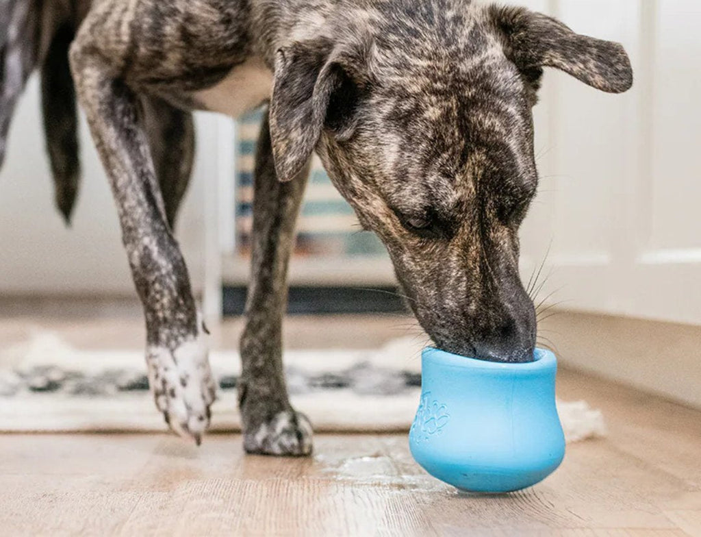 Dog getting enrichment with a toy.
