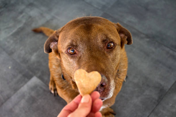 A dog sitting and looking at a treat. Dog treats are essential for training and bonding with your pup. Check out our selection of healthy, tasty treats in our store to keep your dog happy and rewarded!