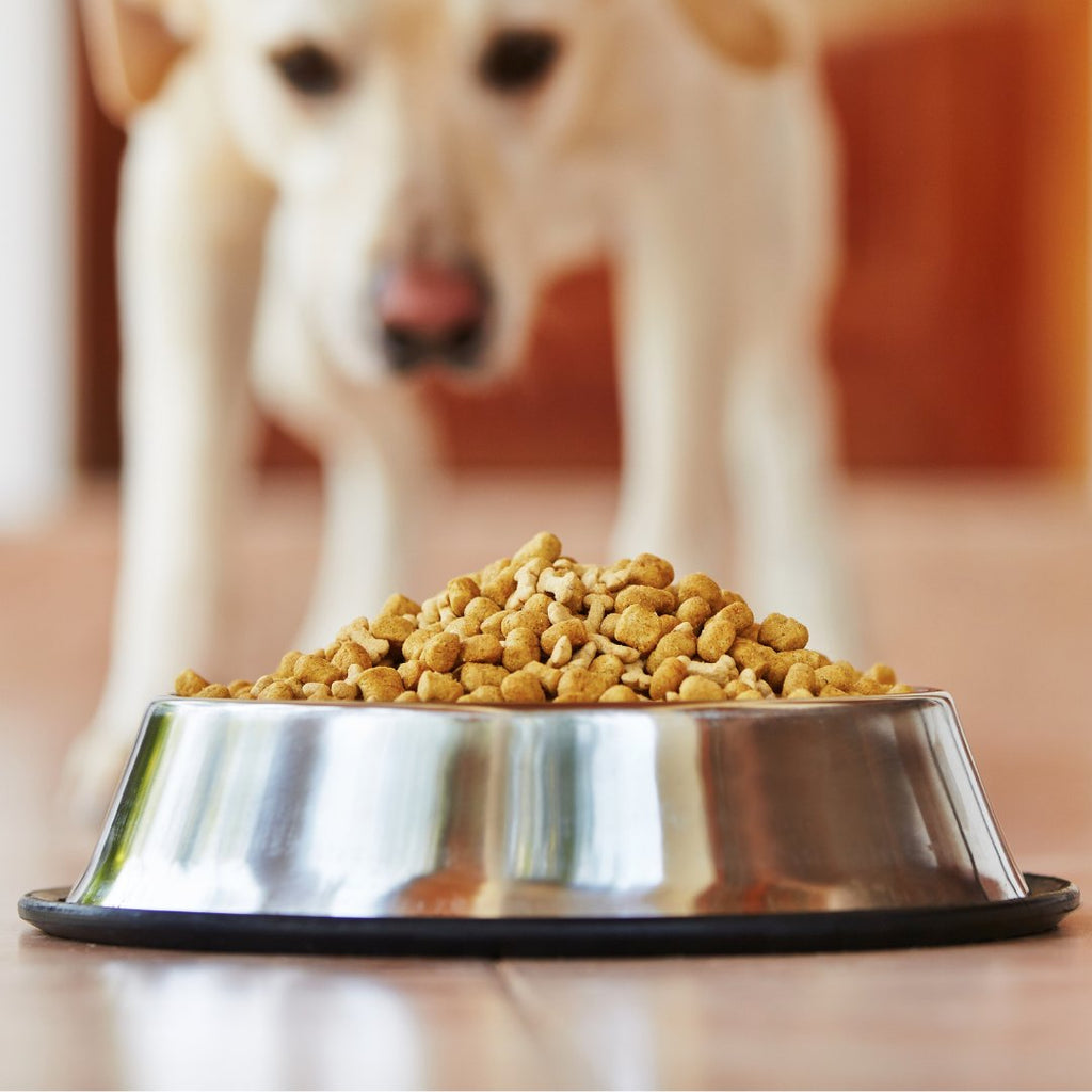 Dog looking at a bowl of dog food.  We offer kibble, air-dried, freeze-dried options, and more to cater to various diets and food sensitivities, ensuring every dog finds the perfect fit. 