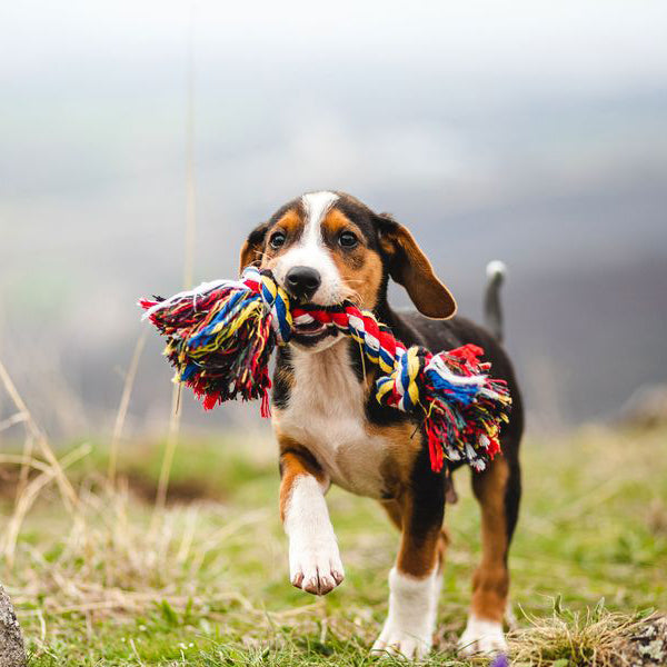 Happy dog with toy in mouth. From squeaky favorites to chewy essentials, we offer a wide variety of toys designed to keep your pup engaged and entertained for hours. 