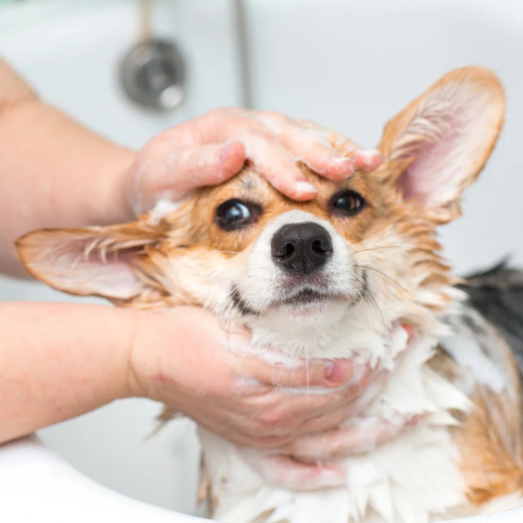 A corgi dog getting shampooed and bathed. Elevate your pup's health and beauty with our quality shampoos and grooming products. Shop our premium selection below for everything you need from head to paw!
