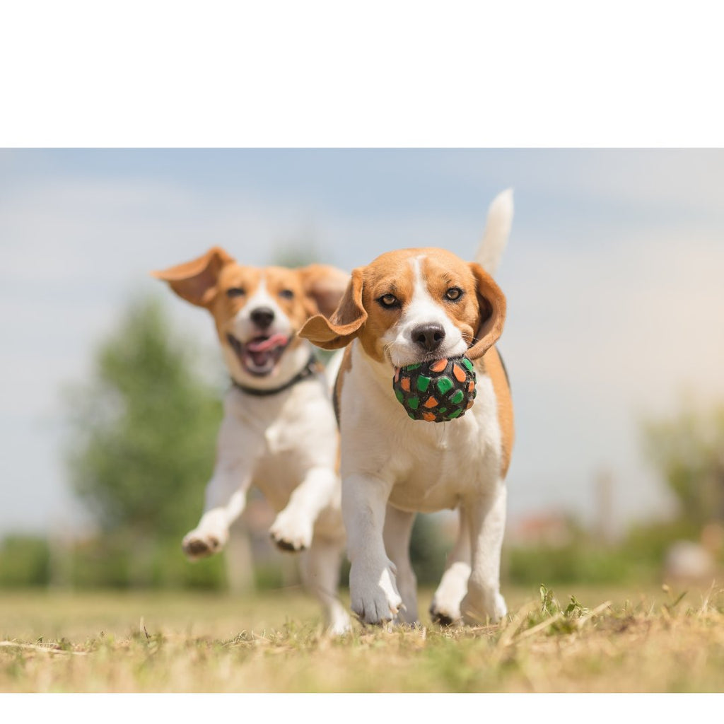 Two dogs playing with a ball.